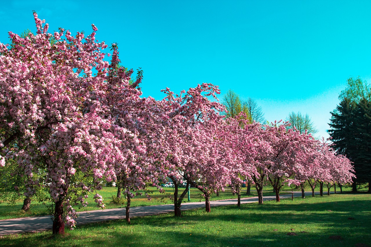 flowers  blooming  tree free photo