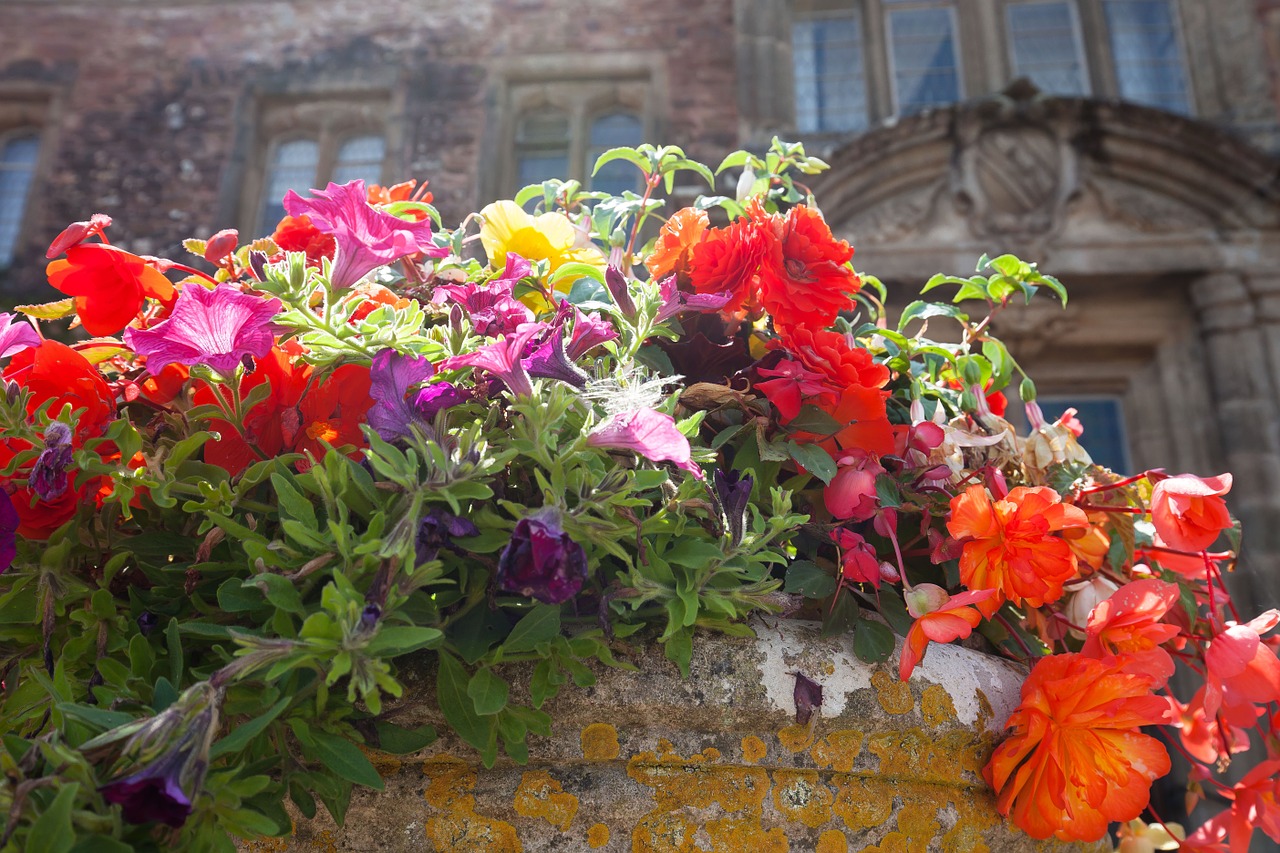 flowers flowerpot summer flowers free photo