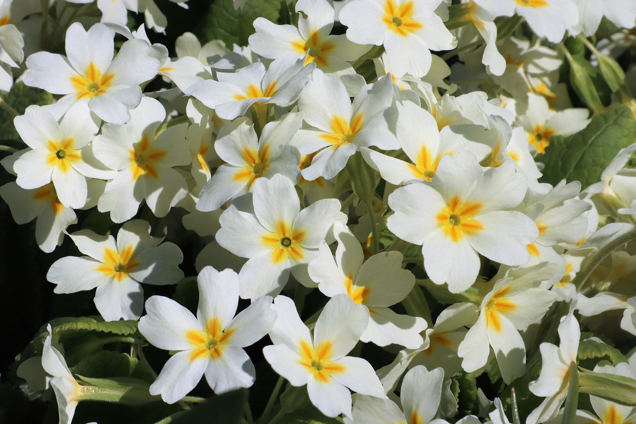 flowers  white  spring free photo