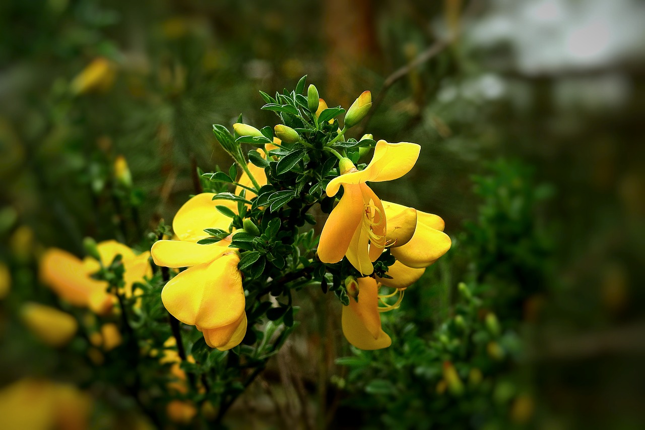 flowers  sprig  spring free photo