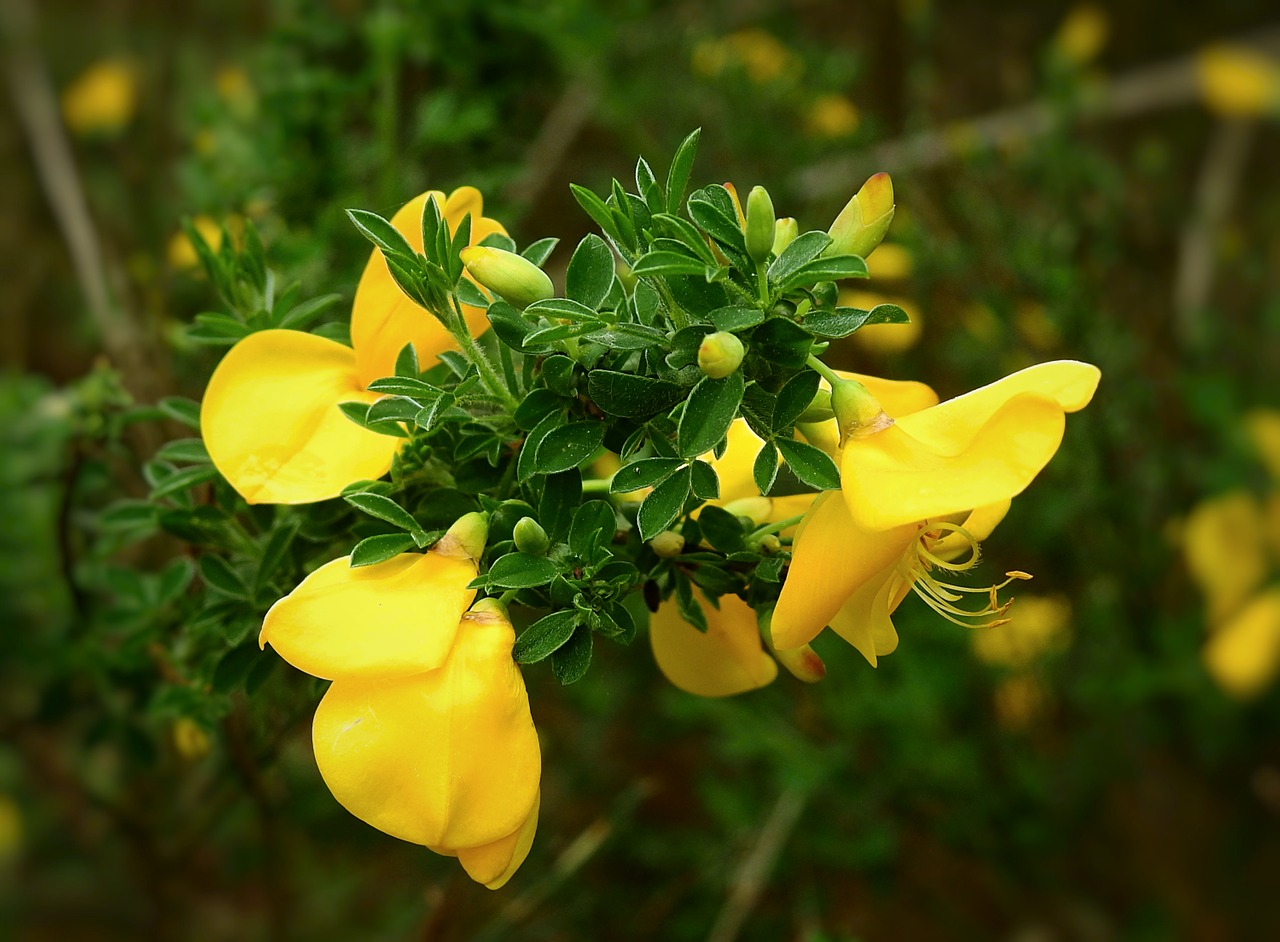 flowers  sprig  spring free photo