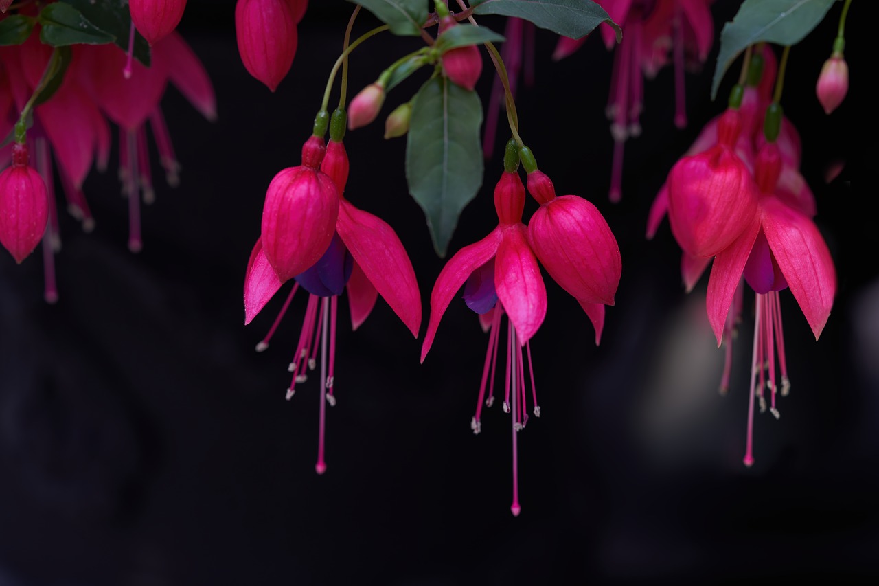 flowers  fuschia  fuchsia free photo