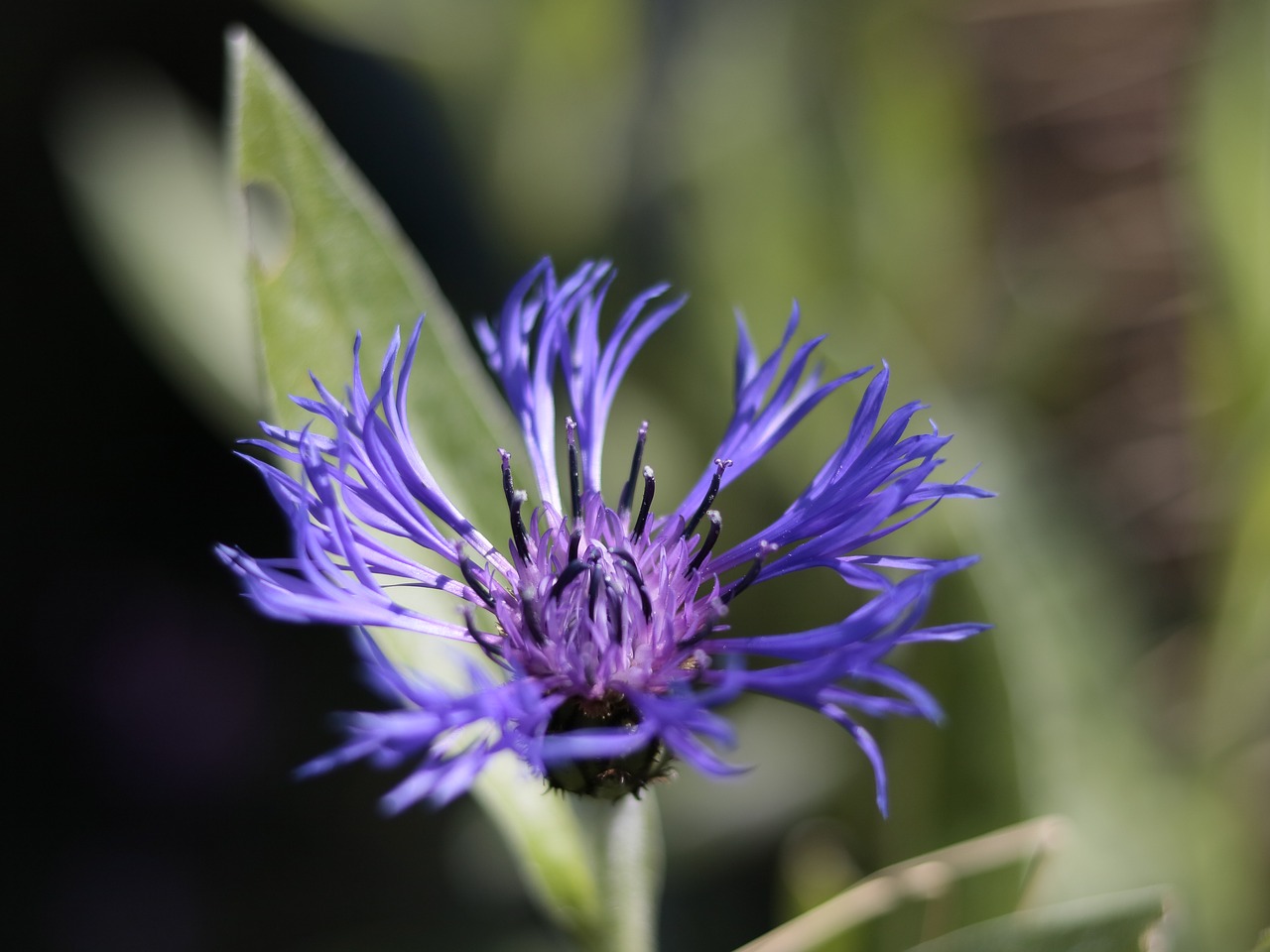 flowers  garden  romantic free photo