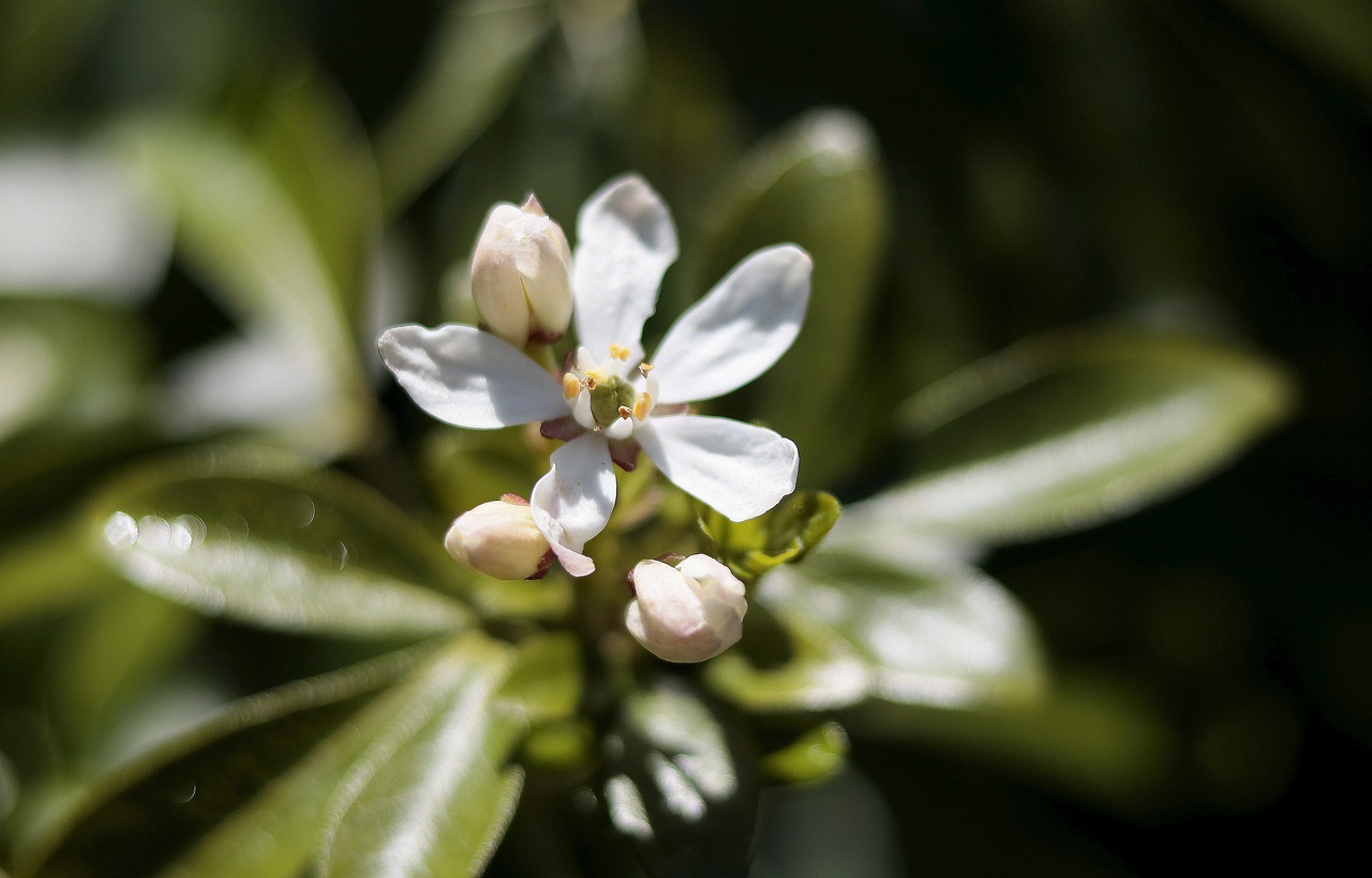 flowers  garden  nature free photo