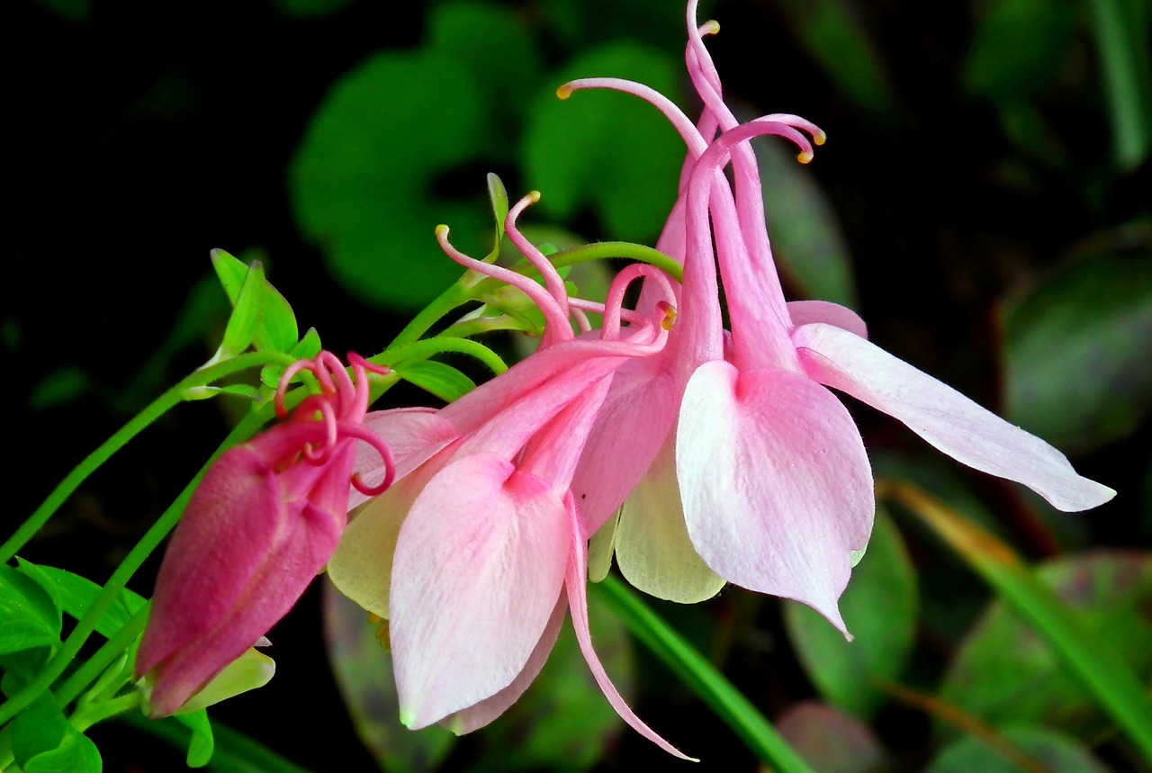 flowers  pink  spring free photo