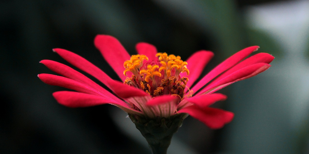 flowers  blossom  plant free photo