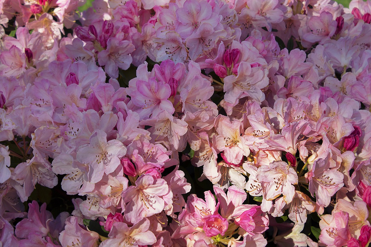 flowers  rhododendron  pink free photo