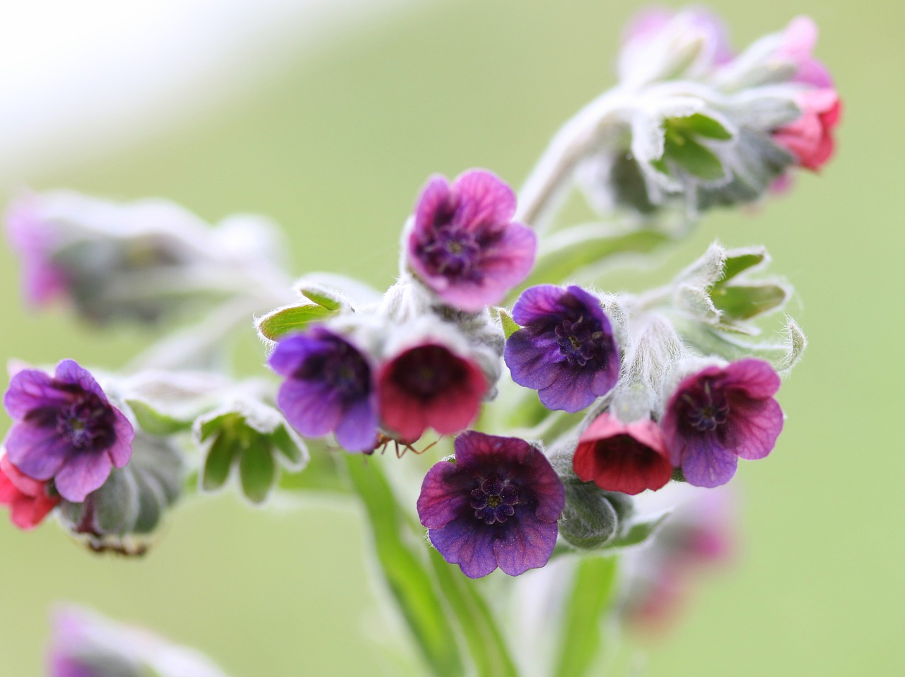 flowers  wild  camp free photo