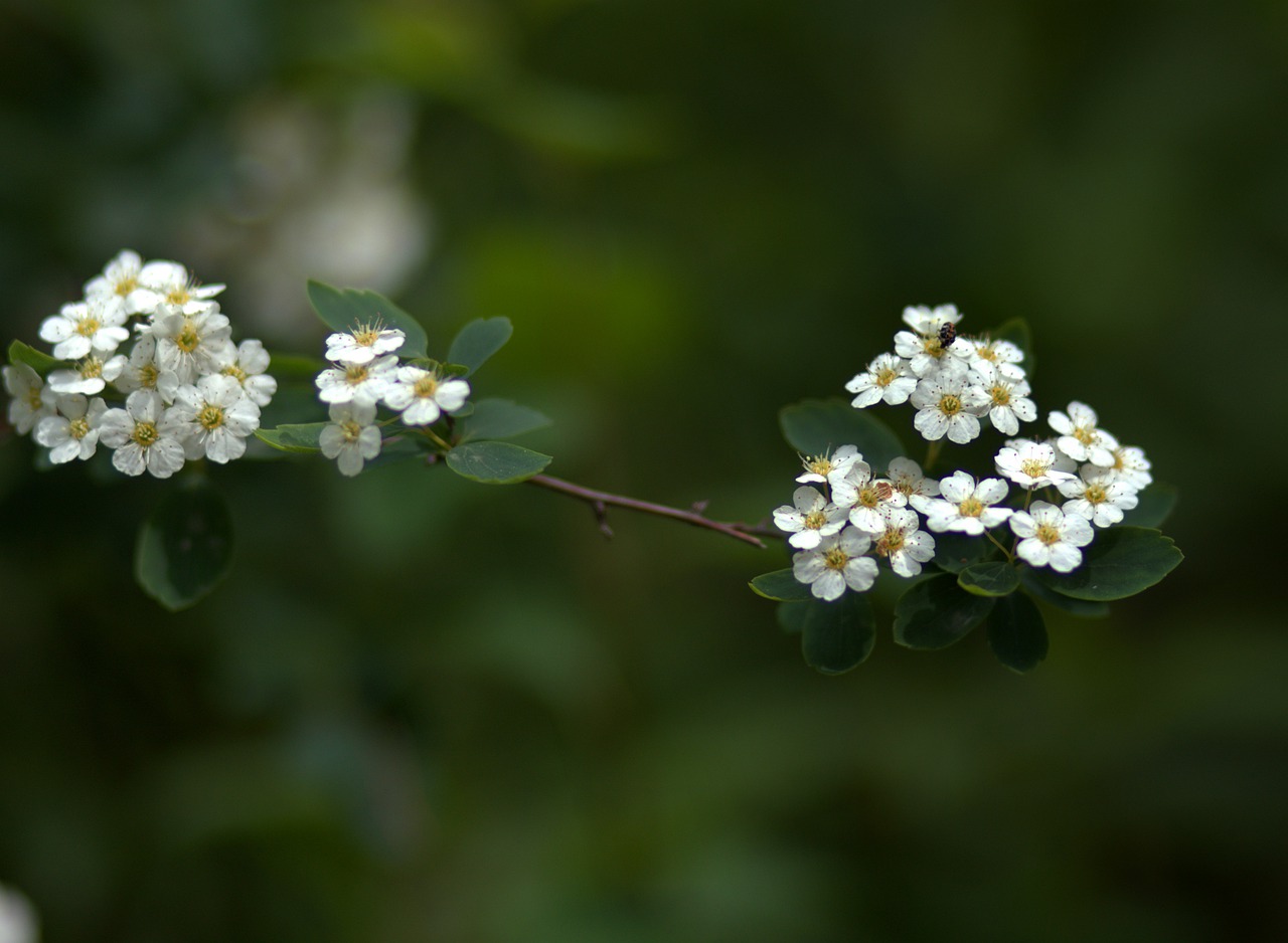 flowers  white  wild free photo