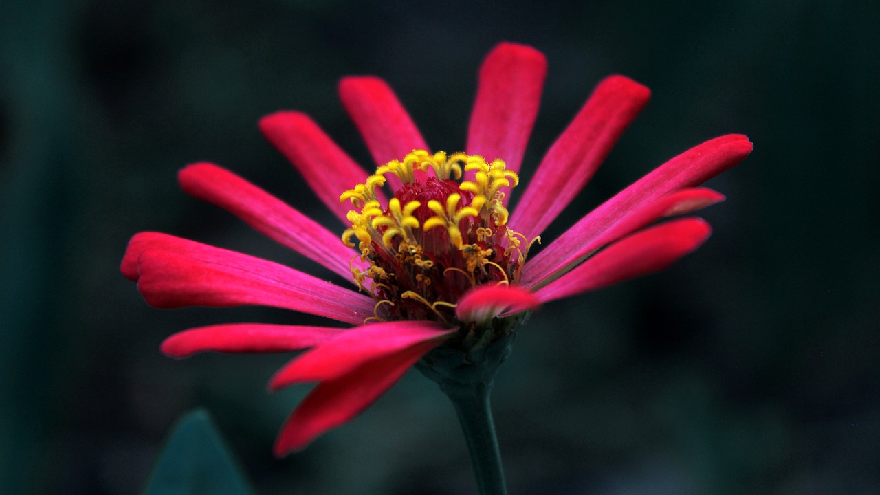 flowers  plant  nature free photo