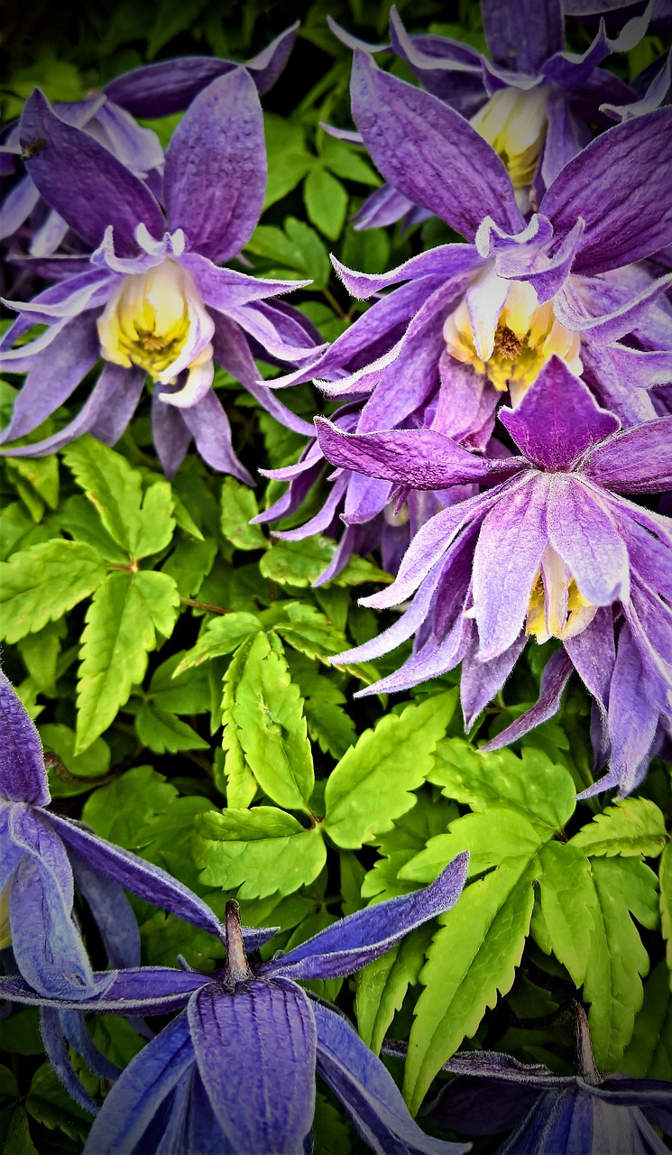 flowers  clematis  climber plant free photo