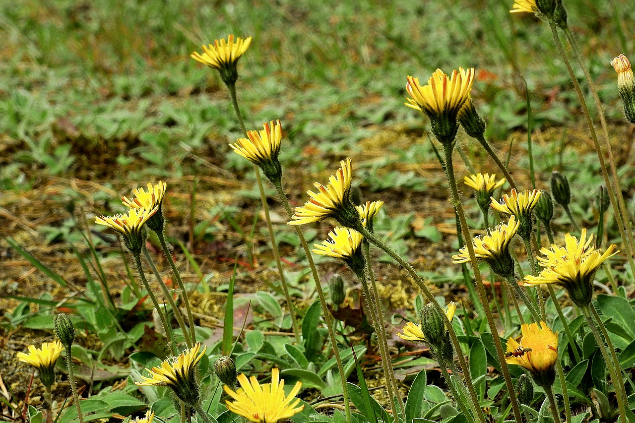 flowers  meadow  flowering free photo