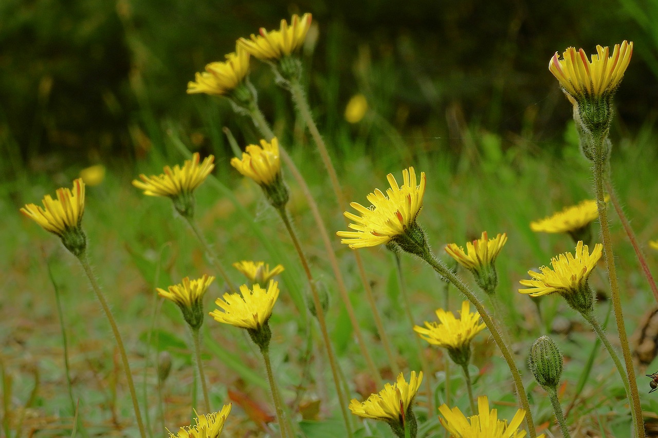 flowers  meadow  plants free photo