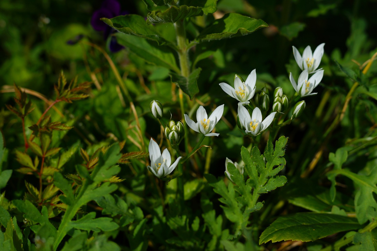 flowers  garden  white free photo