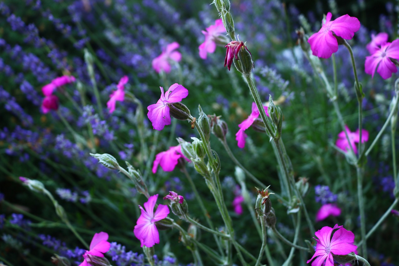 flowers  green  purple free photo