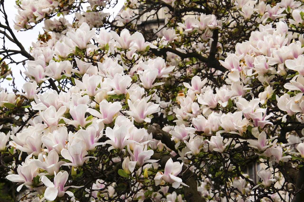 flowers  little flowers  floral free photo