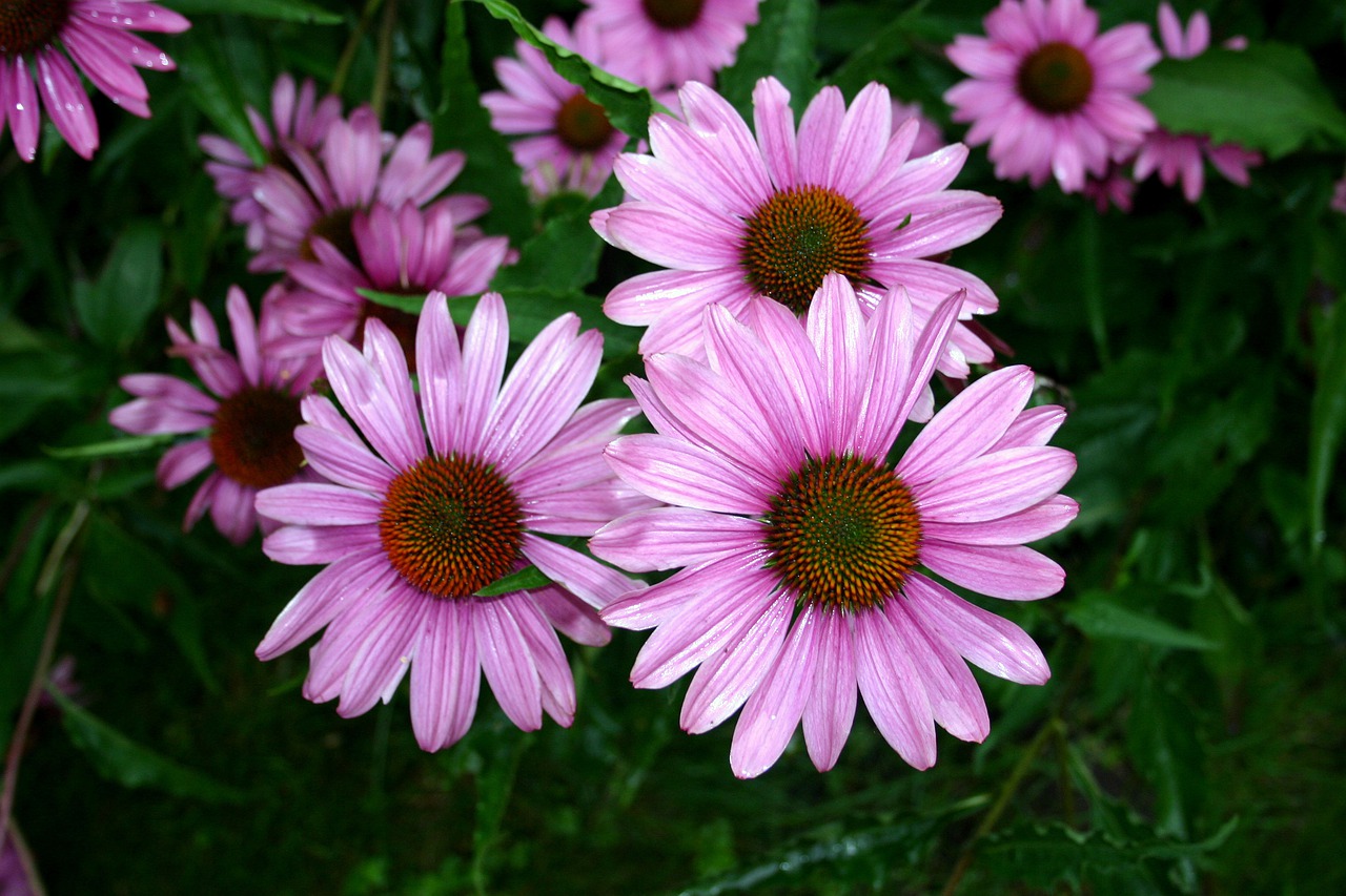 flowers  bouquet  floral free photo