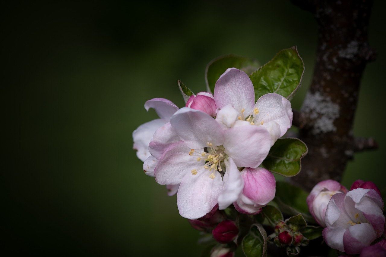 flowers  white  branch free photo