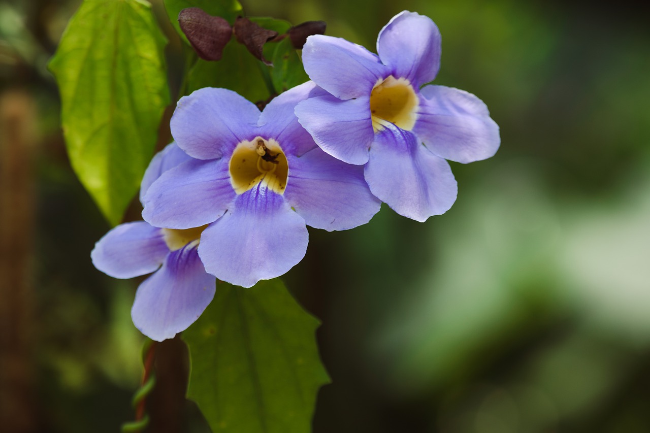 flowers  plane  violet free photo