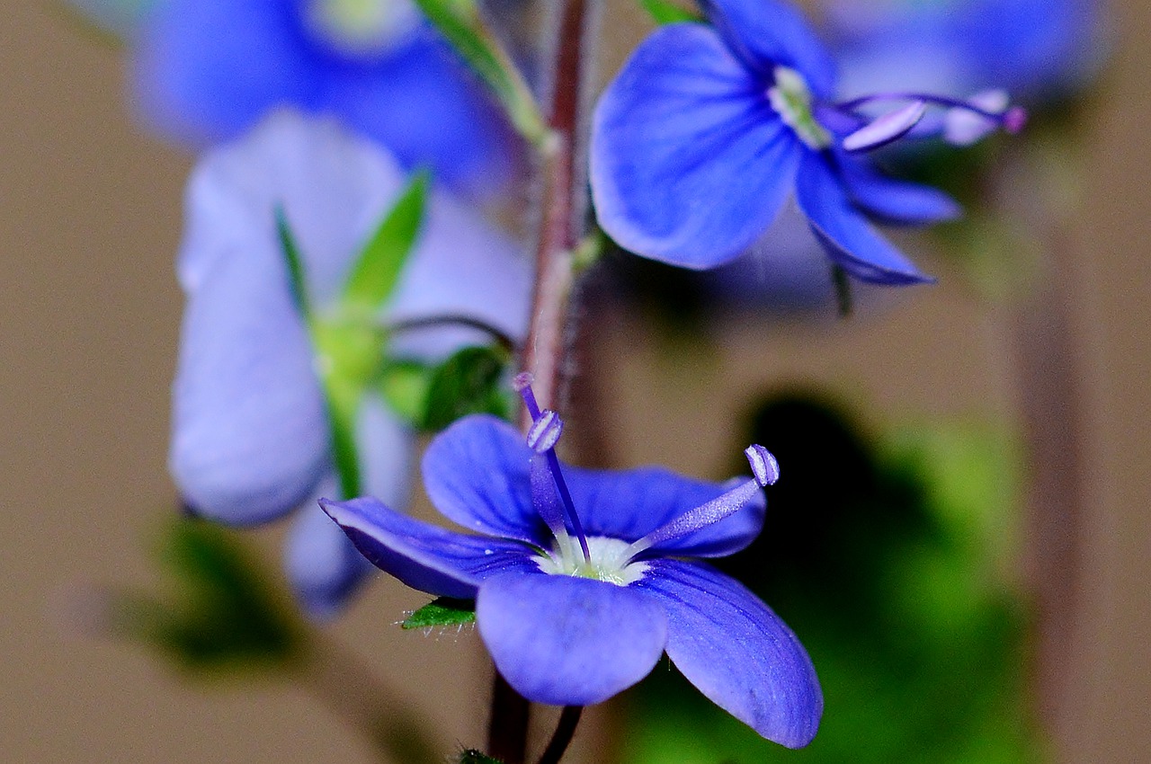 flowers  garden  purple free photo