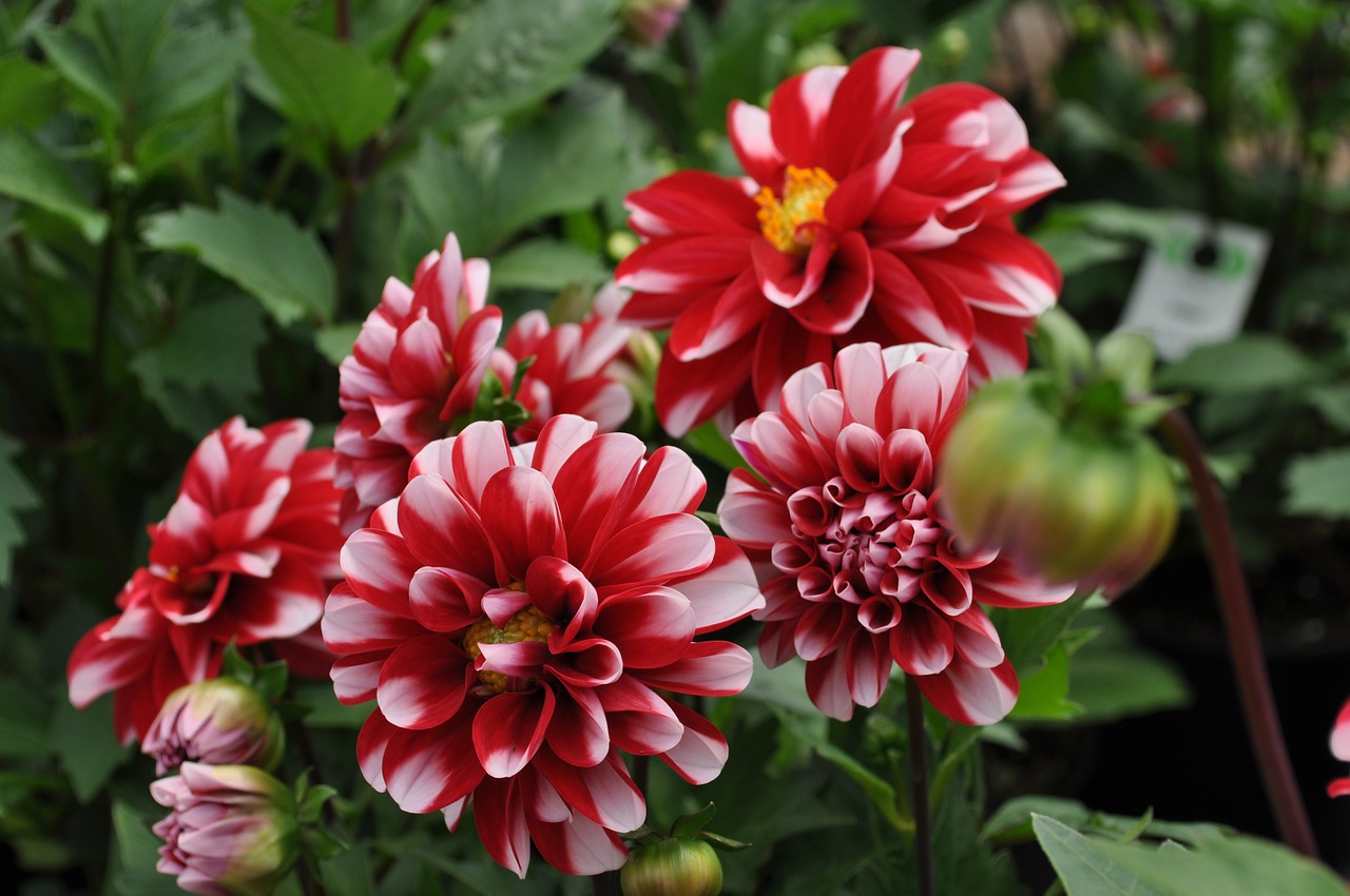 flowers  flower  dahlia free photo