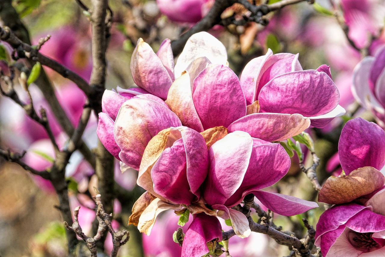 flowers  magnolia  blossom free photo