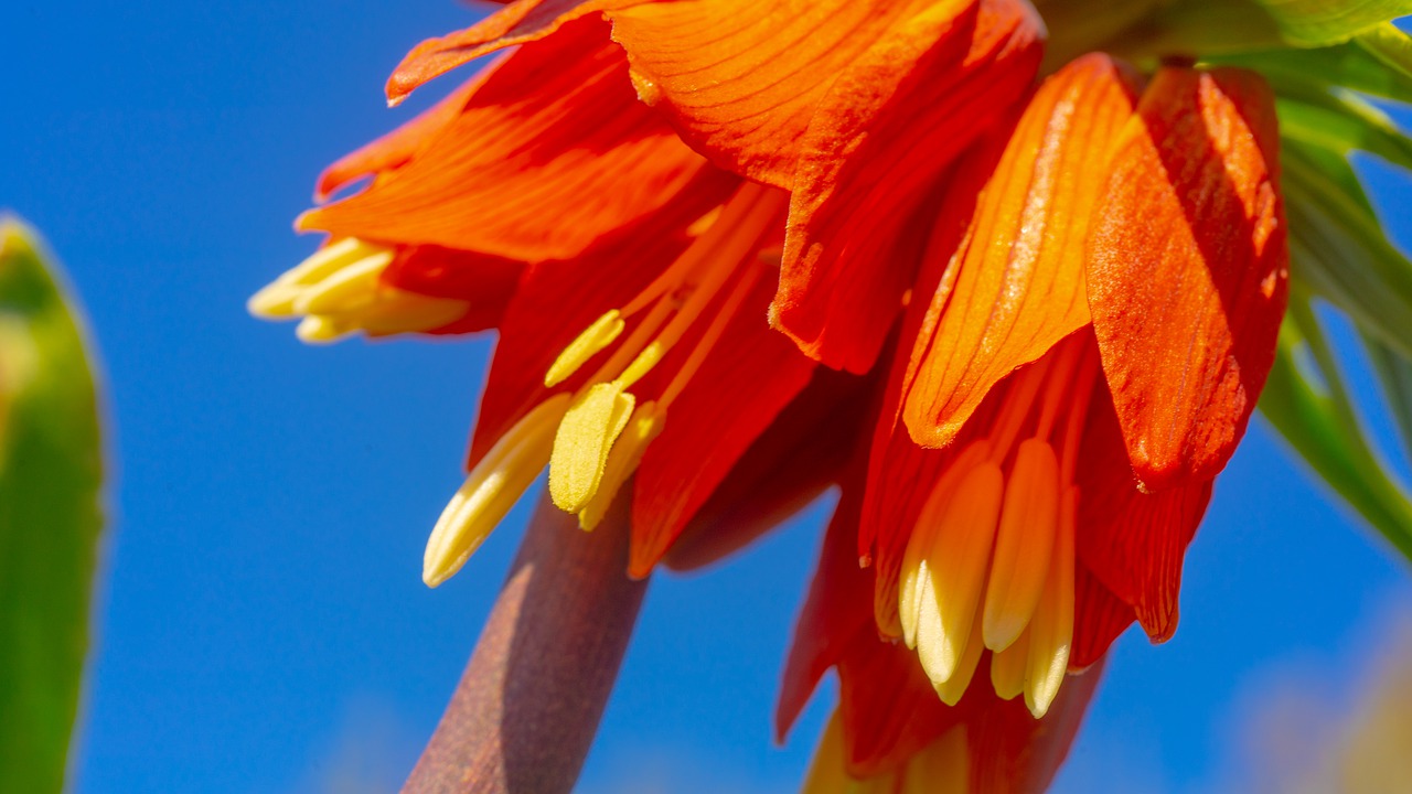 flowers  macro  flower free photo