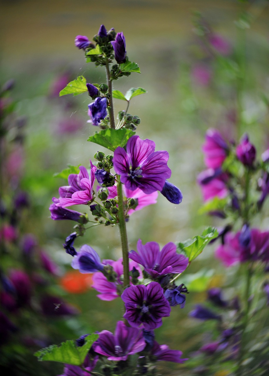 flowers  purple  violet free photo