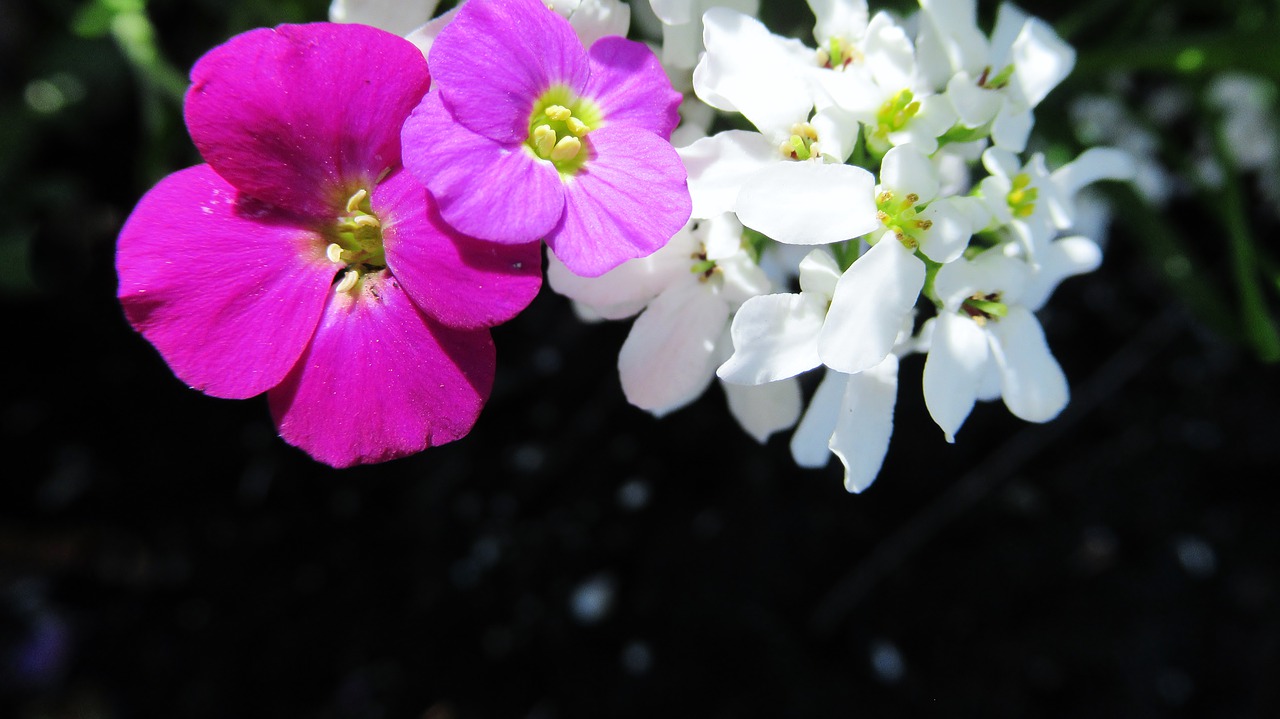 flowers  blossom  pink free photo