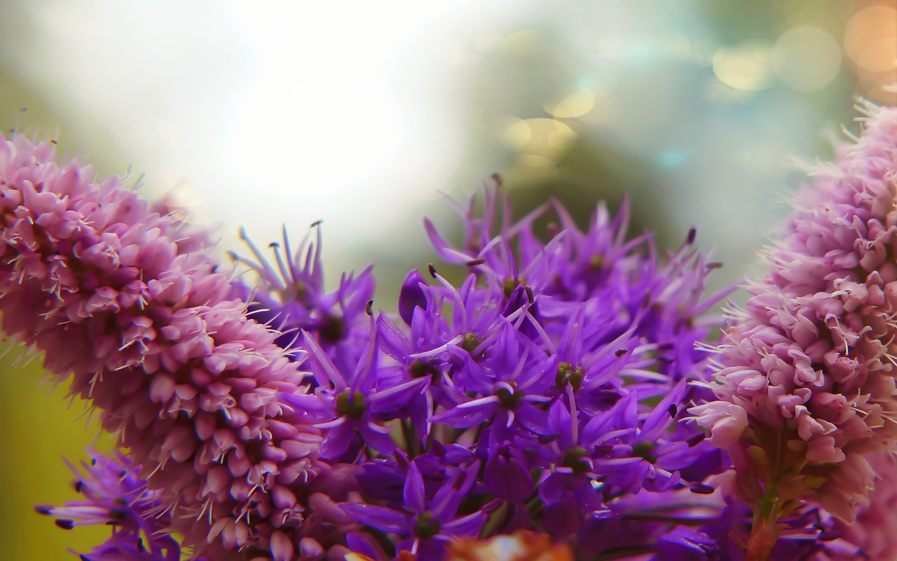 flowers  posts  plants free photo