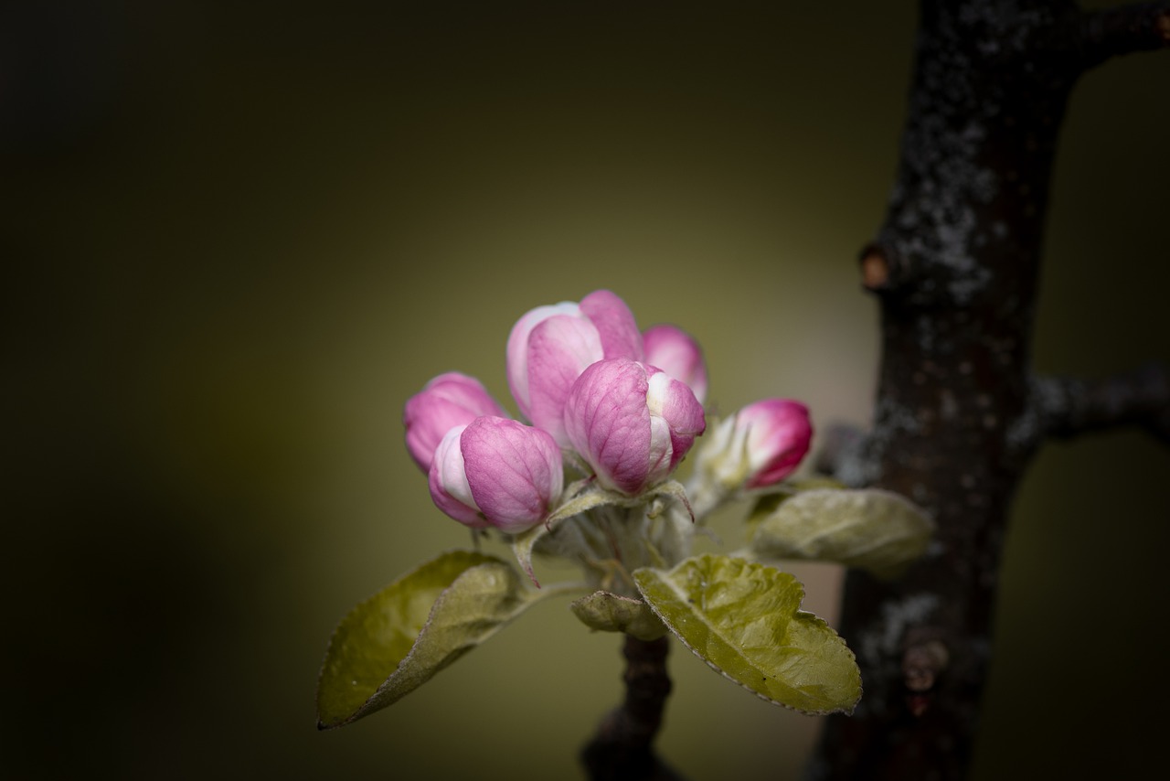 flowers  branch  apple tree free photo