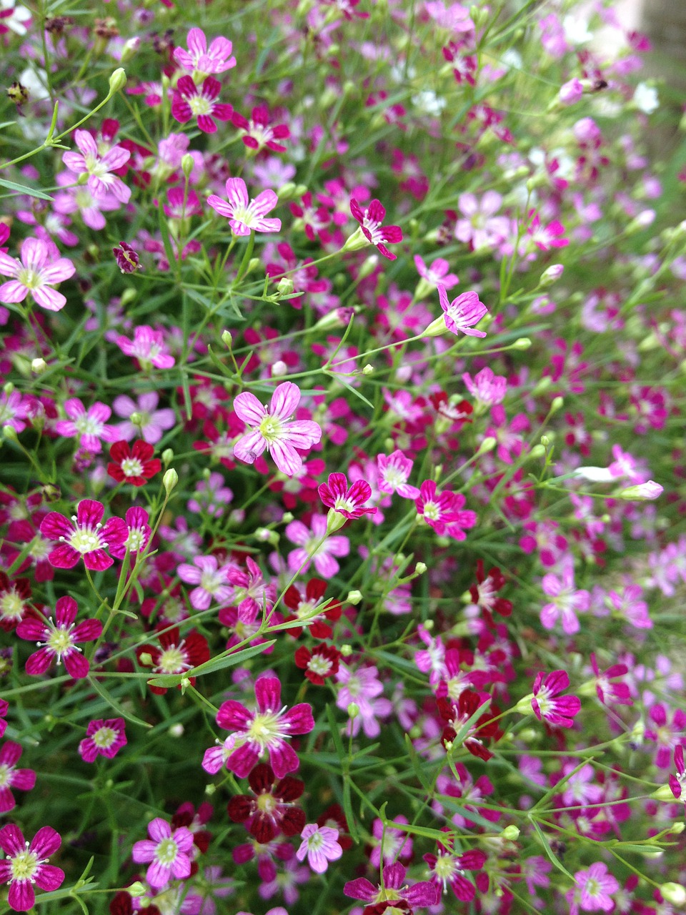 flowers  pink  wallpapers free photo