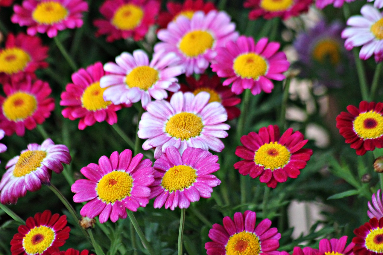 flowers  colorful  wild free photo