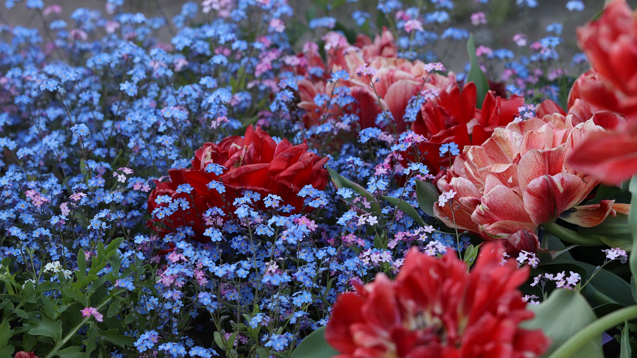 flowers  garden  bright free photo