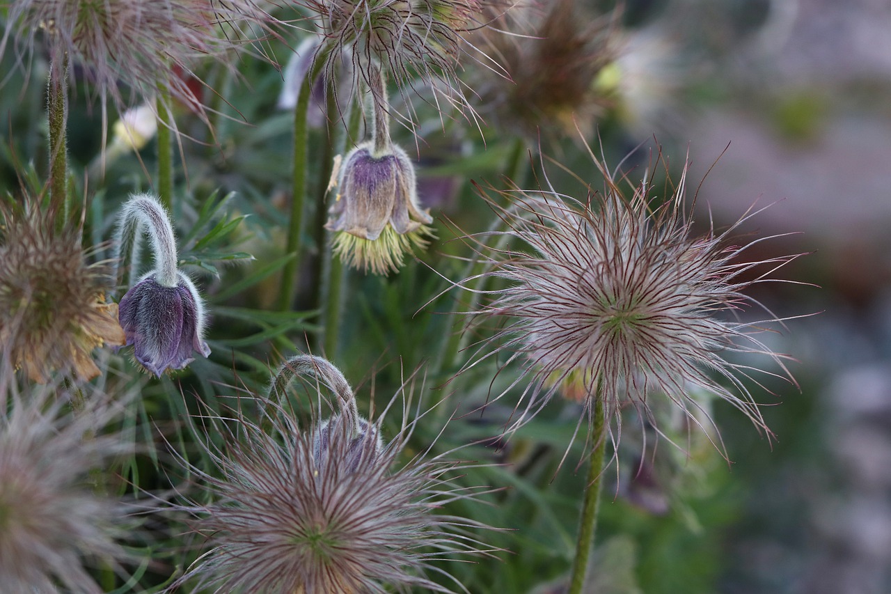 flowers  macro  nature free photo