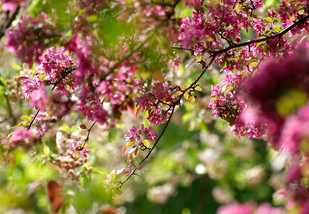 flowers  tree  cherry tree free photo