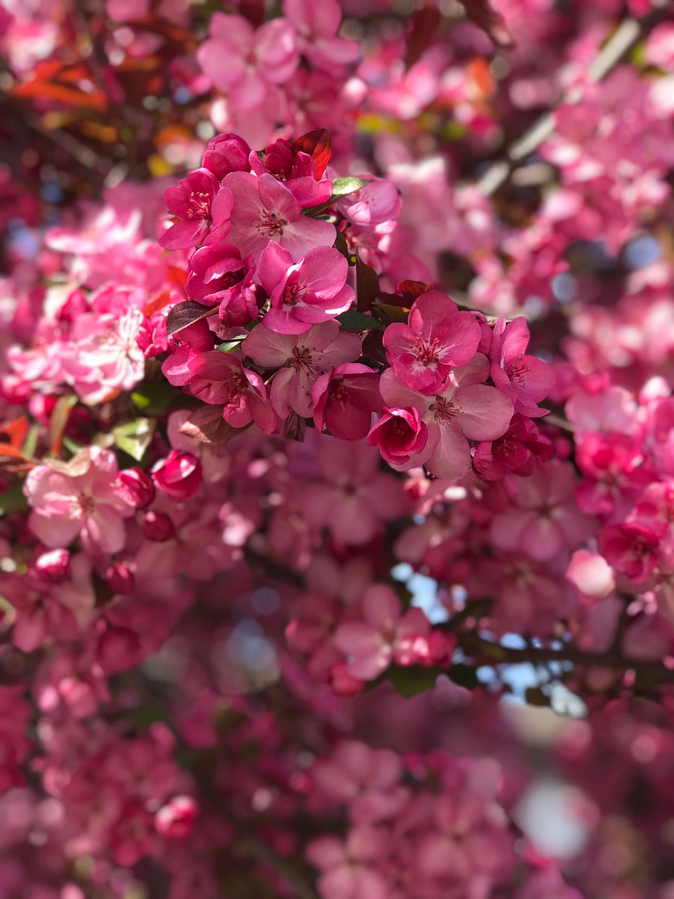 flowers  blossom  nature free photo