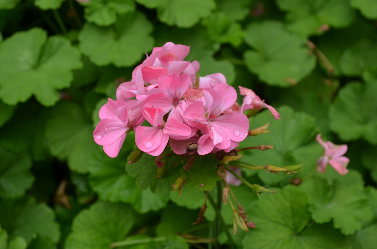 flowers  green leaf  red flowers free photo