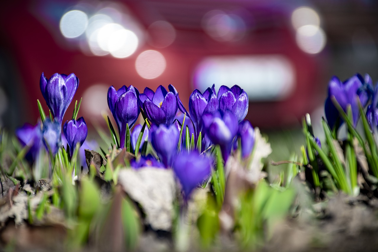 flowers  flower  closeup free photo