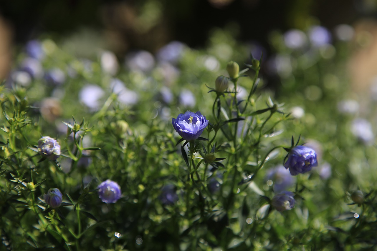 flowers  wildflower  plants free photo