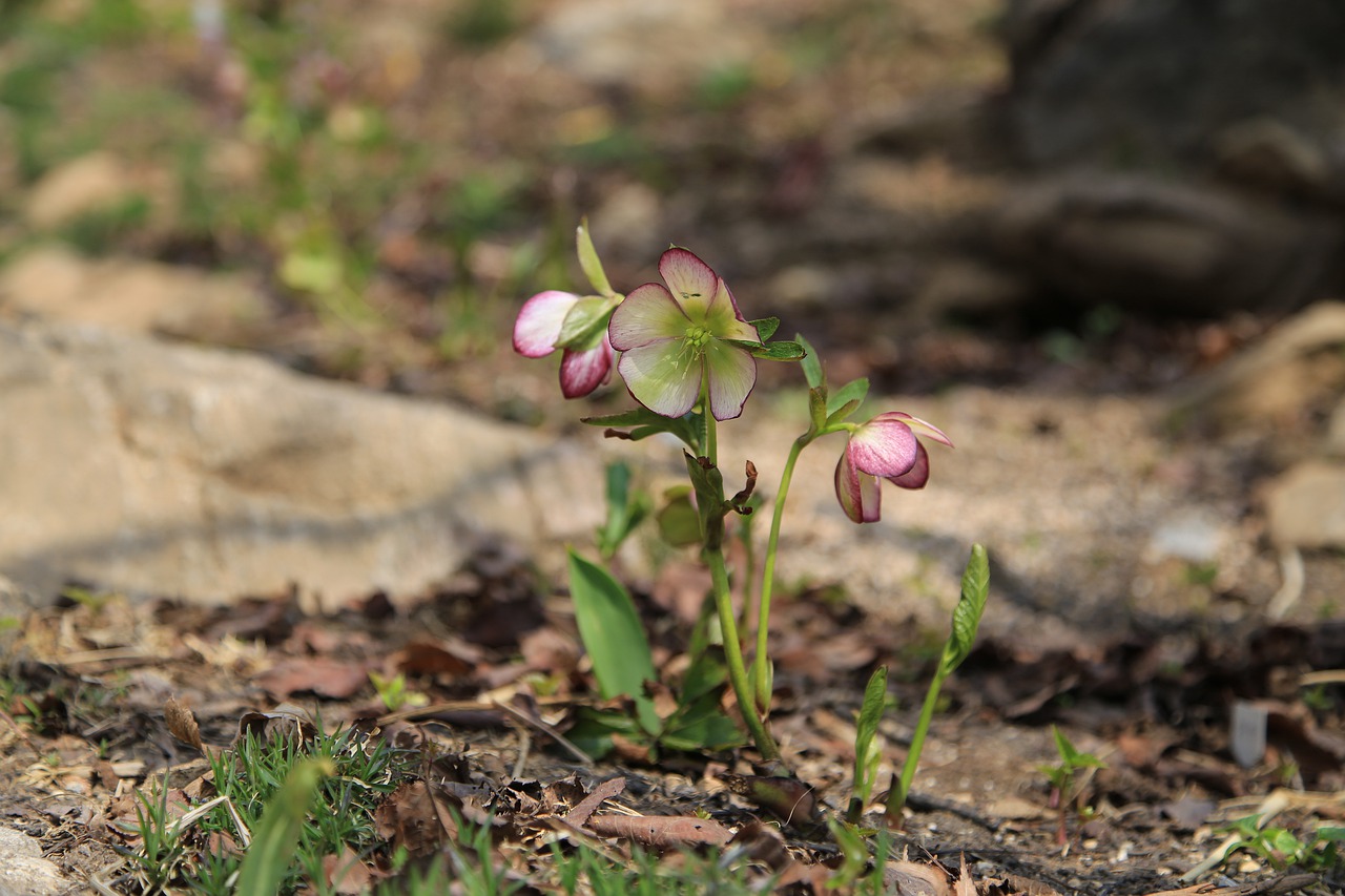 flowers  wildflower  wild free photo