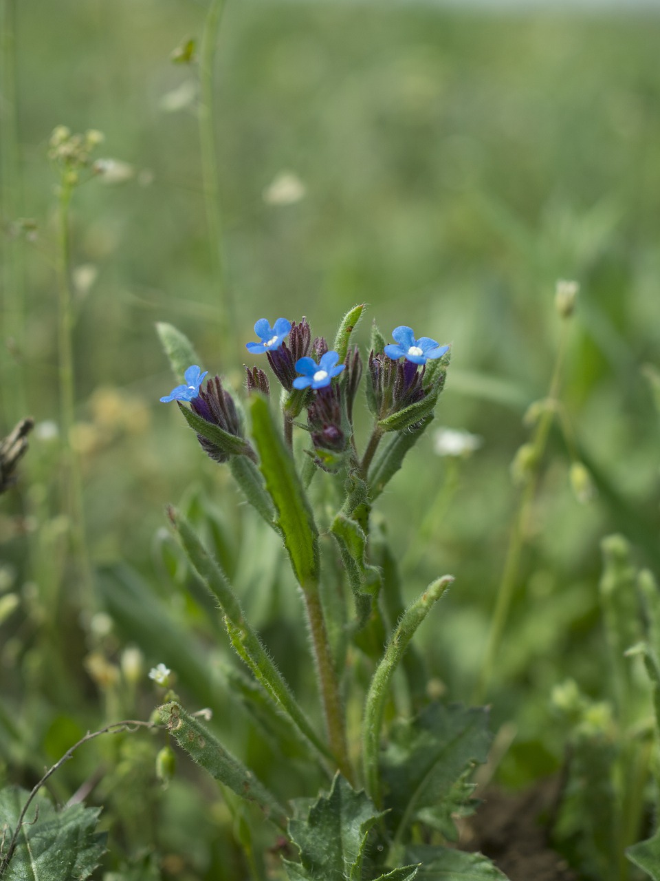 flowers  field  grass free photo