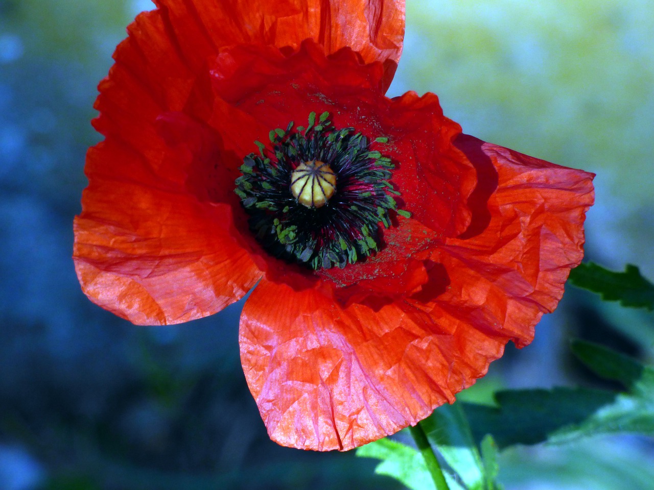 flowers  poppy  prairie free photo