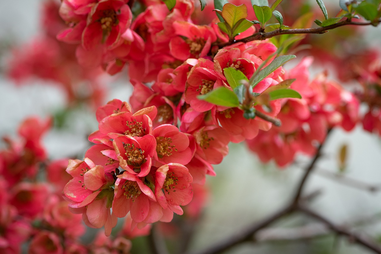 flowers  branch  spring free photo