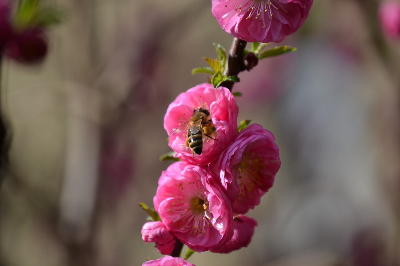 flowers  tree  branch free photo