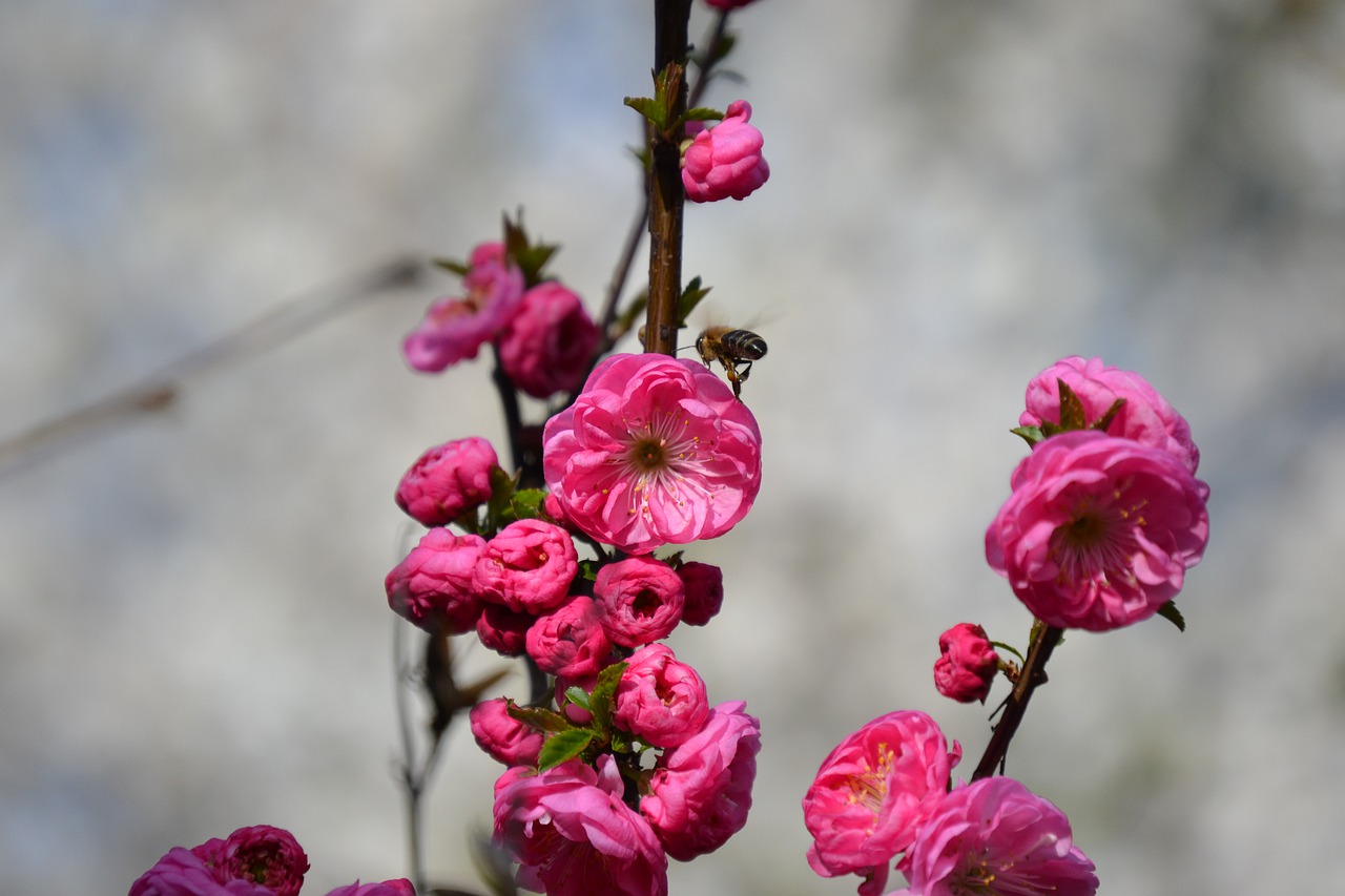 flowers  tree  branch free photo