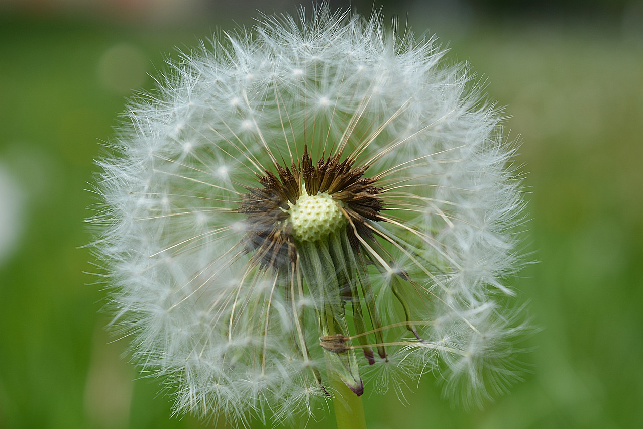 flowers  flora  nature free photo