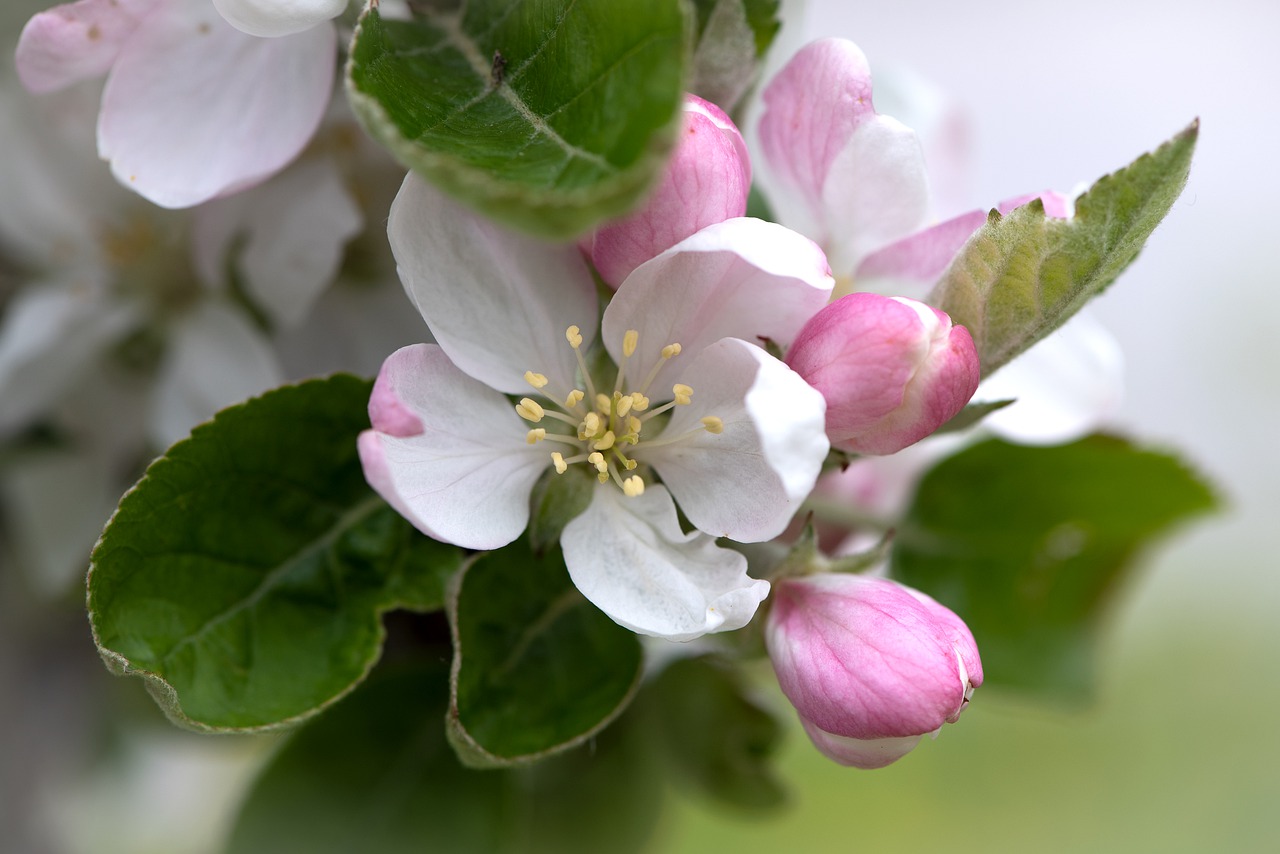 flowers  branch  apple tree free photo