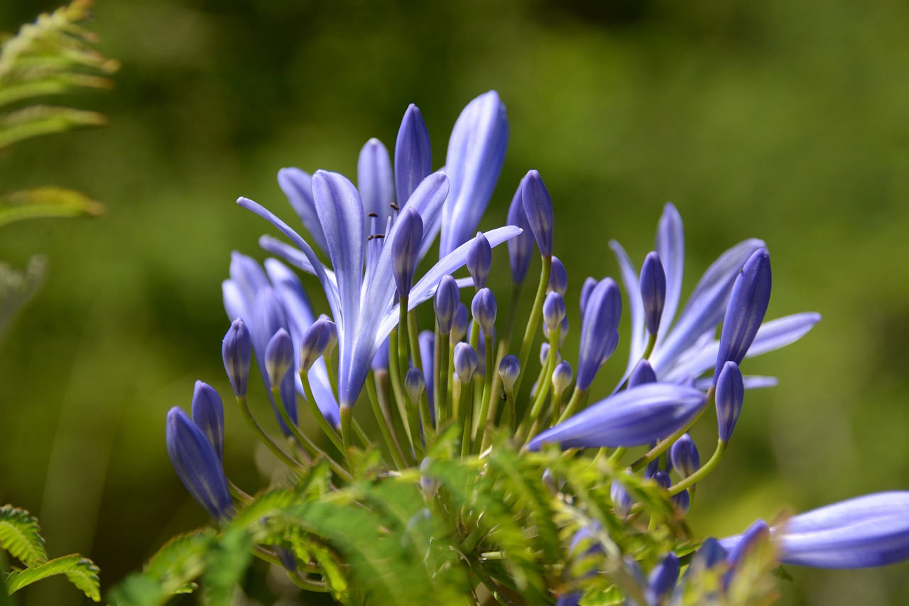 flowers  flower  green free photo