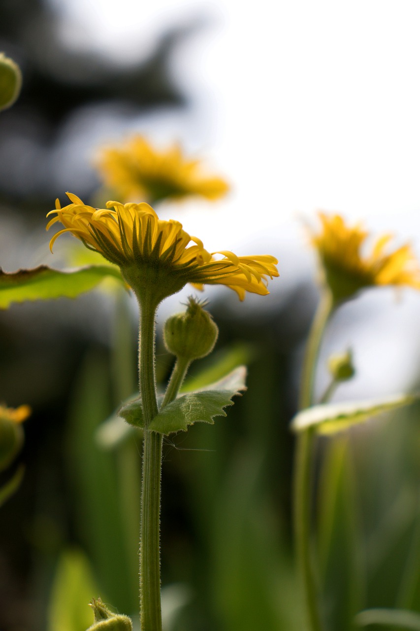 flowers  yellow flowers  yellow free photo